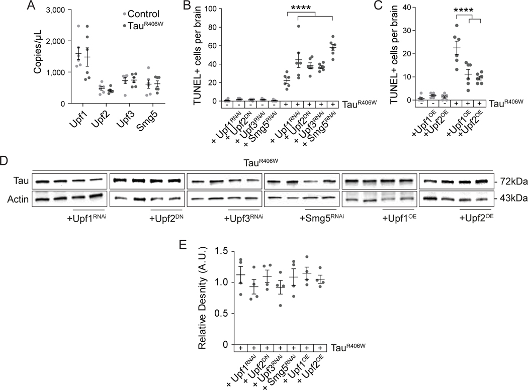 Figure 2 |