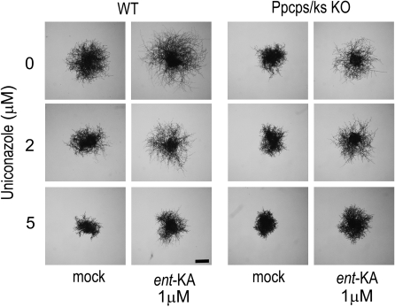 Figure 5.