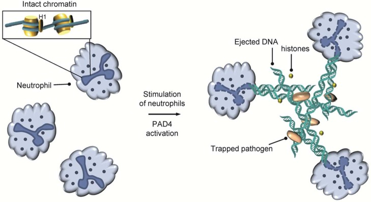 Figure 20