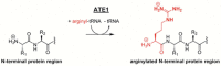 Figure 50