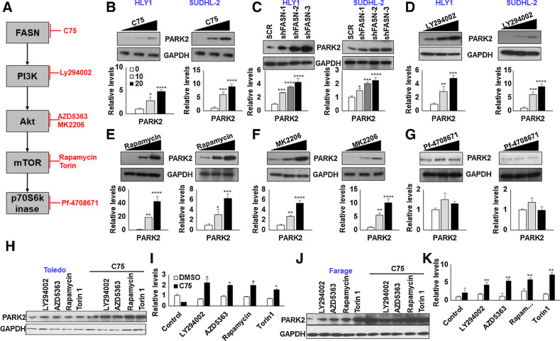 Figure 3. Inhibition of proliferative signaling increases PARK2 protein levels. A, Schematic presentation showing proliferative signaling pathway and inhibitors. Indicated cells were cultured with either C75 (B), Ly284002 (D), Rapamycin (E), MK2206 (F), or PF470851 (G) for 16 hours or infected with shRNA against FASN (C) and lysed. Posttreatment/infection, cell lysates were probed for PARK2 expression. GAPDH was used as the loading control. The bar diagram beneath each figure represents densitometric quantification of the immunoblots. Values were normalized with corresponding loading control and neutralized with corresponding DMSO (0.1%) or SCR-infected cells, which was set as 1; represented as mean ± SD for n = 3. Statistical analysis was performed using one-way ANOVA followed by Dunnett post hoc analysis. *, P < 0.05; **, P < 0.01; ***, P < 0.005; ****, P < 0.001 versus corresponding cells. H and J, Toledo and Farage were treated with indicated PI3K signaling inhibitors [LY294002: PI3K inhibitor (1 μmol/L), AZD5363: Akt inhibitor (500 nmol/L), Rapamycin: mTOR inhibitor (50 nmol/L), Torin 1: mTOR inhibitor (250 nmol/L), PF-4708671: S6Kinase inhibitor (1 μmol/L)] in presence or absence of C75. Posttreatment, cell lysates were probed for PARK2. GAPDH was used as the loading control. I and K, Densitometric quantification of the immunoblots in H and J. Values were normalized with corresponding GAPDH and neutralized with DMSO-treated corresponding cells, which was set to 1. Values were represented as mean ± SD for n = 3. Statistical analysis was performed using Student t test (unpaired two-tailed) *, P < 0.05; **, P < 0.01, versus corresponding treated cells.