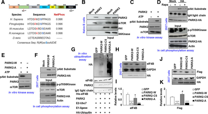 Figure 4. mTOR phosphorylates PARK2 at Ser127. A, Schematic presentation of protein architecture of PARK2. Sequence alignment of AGC substrate consensus sequences within PARK2 across different species. B, Lysates from naïve B cells were immunoprecipitated with PARK2 antibody and probed for mTOR, AKT, and p70S6Kinase. C and E, HA-enriched PARK2 (wt and mutants) were incubated with active mTOR protein in the presence and absence of ATP as indicated, and phospho-signals of modified PARK2 were captured using pAkt substrate antibody. 293T cell transfected with PARK2-HA (D) and/or its mutant (F) and cultured in 20% FBS. Cells were treated with Rapamycin for 2 hours. D, Posttransfection/posttreatment, PARK2 was enriched with HA beads, and phospho-signals were captured using pAkt substrate antibody. Lysates were probed for the indicated antibodies. G, In vitro ubiquitination assay of His-eIF4B using recombinant E1 (human ubiquitin-activating enzyme E1), recombinant E2 (UbcH7), HA-ubiquitin and PARK2 (wt and mutants). His-eIF4B was ubiquitinated in the presence PARK2-W, PARK2-A significantly increased eIF4B ubiquitination. PARK2-CS was used as internal control. H and J, 293T cells were transfected with PARK2-HA (wt and mutants) or GFP either in the presence (J) or absence (H) of SFB-eIF4B, and levels of eIF4B (endogenous or ectopic) were determined by immunoblotting. GAPDH was used as the loading control. I and K, Densitometric quantification of the immunoblots in H and J, respectively. Values were normalized with GFP transfected cells and were represented as mean ± SD for n = 3. Statistical analysis was performed using one-way ANOVA followed by Bonferroni post hoc analysis. ***, P < 0.005; ****, P < 0.001 versus GFP transfected cells, a, P < 0.05; d, P <0.001 versus PARK2-W transfected cells.