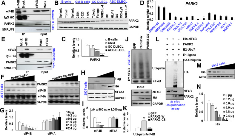 Figure 1. PARK2 ubiquitinates eIF4B. A, Lysates from naïve B cells were immunoprecipitated with eIF4B antibody and probed for PARK2 and SMURF1. B, The protein levels PARK2 were shown in naïve B cells (three cases of different donors), GMO B cells (2184, 3323, 1726), and DLBCL (ABC-HLY-1, DS, OCI-Ly3, SUDHL-2 and GC-Toledo, Farage, SUDHL-4 and RC) cells. C, Densitometric quantification of the immunoblots in B. Values were first normalized with their respective loading controls and neutralized with the average of naïve B cells and expressed as mean ± SD, which was set at 1. Statistical analysis was performed using two-way ANOVA followed by Dunnett post hoc analysis. **,P < 0.01; ***, P < 0.005 versus naïve B cells. D, qRT-PCR analysis for checking mRNA expression of PARK2 in indicated cells. Results were normalized with GMO2184 cells, which were set at 1 and expressed as mean ± SD (n = 3). E, Lysates from GMO3323 were immunoprecipitated with eIF4B antibody and probed for PARK2 and SMURF1. F, 293T cells were transfected with increasing concentration of PARK2-GFP or PARK2-CS-GFP, and levels of endogenous eIF4B was confirmed by immunoblotting. G, Densitometric quantification of the immunoblots in F. Values were normalized with corresponding loading control and neutralized with GFP (0 μg) transfected cells, which was set as 1; represented as mean ± SD for n = 3. Statistical analysis was performed using one-way ANOVA followed by Dunnett post hoc analysis. d, P < 0.001 versus GFP transfected cells. H, 293T cells were transfected with SFB-eIF4B along with the increasing concentration of PARK2-HA, and levels of ectopic levels of eIF4B was confirmed by immunoblotting. I, Densitometric quantification of the immunoblots in H. Values were normalized with their respective loading control and neutralized with SFB-eIF4B (2 μg) transfected cells, which was set as 1; represented as mean ± SD for n = 3. Statistical analysis was performed using one-way ANOVA followed by Dunnett post hoc analysis. ****,P < 0.001 versus SFB-eIF4B transfected cells. J, 293T cells were transfected with indicated constructs. After 36 hours of transfection, endogenous eIF4B was enriched from the lysates and ubiquitin levels were detected by immunoblotting. Lysates were probed for the indicated antibodies. K, Densitometric quantification of the immunoblots in J. Values were normalized with their corresponding eIF4B levels and neutralized with GFP transfected cells, which was set as 1; represented as mean ± SD for n = 3. Statistical analysis was performed using one-way ANOVA followed by Bonferroni post hoc analysis. **, P < 0.01 versus GFP transfected cells, b, P < 0.01 versus PARK2-HA transfected cells. L, In vitro ubiquitination assay of His-eIF4B using recombinant E1 (human ubiquitin-activating enzyme E1), recombinant E2 (UbcH7), HA-ubiquitin, and recombinant PARK2. His-eIF4B was ubiquitinated in the presence recombinant PARK2. M, 293T cells were transfected with pYIC and indicated the amount of PARK2-HA and/or GFP. Posttransfection, cell lysates were resolved and probed with His antibody. Actin was used as the loading control. N, Densitometric quantification of the immunoblots in M. Values were normalized with their corresponding actin levels and neutralized with GFP (0 μg) transfected cells, which was set as 1; represented as mean ± SD for n = 3. Statistical analysis was performed using one-way ANOVA followed by Dunnett post hoc analysis. d, P < 0.001 versus GFP transfected cells.