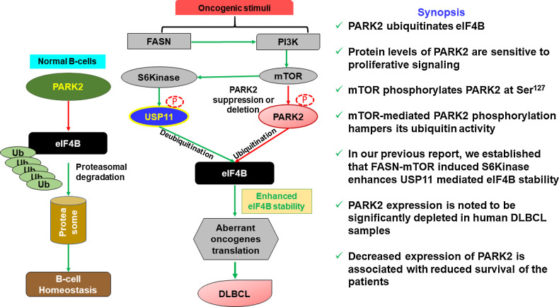 Figure 7. PARK2 in eIF4B regulation and lymphomagenesis. Functional PARK2 targets eIF4B for ubiquitination- and proteasome-mediated degradation in maintaining B-cell homeostasis. Loss of expression or activity of PARK2 enhances eIF4B protein levels resulting in aberrant oncogene translation which contributes to lymphomagenesis.