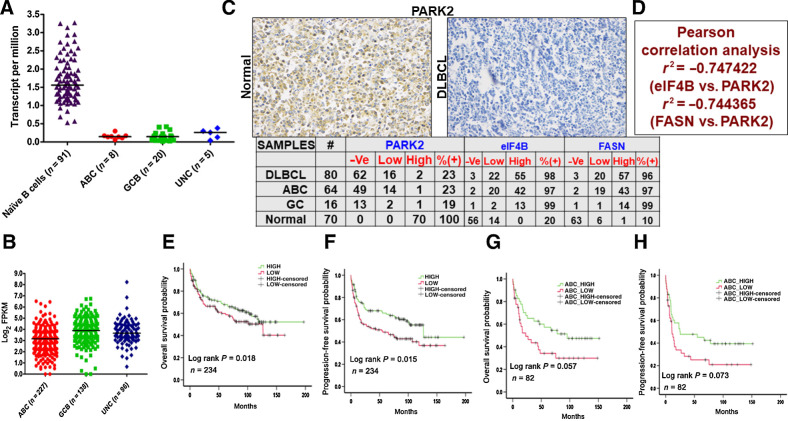 Figure 6. Clinicopathologic evaluation of PARK2. A, Representative plots show expression profiles of PARK2 in naïve B cells (obtained from DICE database https://dice-database.org/) compared with molecular subgroups of patients with DLBCL in TCGA dataset. PARK2 showed significantly lower expression in tumor samples compared with control. B, Comparison of PARK2 in molecular subgroups using a publicly available large dataset of patients with DLBCL (https://gdc.cancer.gov/about-data/publications/DLBCL-2018). PARK2 showed significantly lowest expression in ABC-DLBCL subgroups compared with GCB-DLBCL and UNC-DLBCL. C, Representative IHC image of commercially procured TMA slides stained with PARK2 antibody. Summary of the PARK2, eIF4B, and FASN stained slides for DLBCL and normal reactive lymph node samples. -Ve: no staining detected, low: 1–2 staining density, high: 3–4 staining density (D) Pearson correlation evaluation of the stained slides. E, PARK2 expression was found to be significantly (P 0.05) associated with OS of patients with DLBCL in the publicly available dataset. Patients with a higher median expression of PARK2 showed better prognosis than patients having lower than median expression. F, PARK2 expression was also found to be significantly (P 0.05) associated with the PFS in the same cohort of patients with DLBCL having a similar outcome. G, The same cohort was segregated into molecular subgroups, and higher median PARK2 expression in patients with ABC-DLBCL showed significantly (P 0.05) better prognosis than patients having lower than median expression. H, PFS analysis in patients with ABC-DLBCL showed a similar trend, albeit not statistically significant (P 0.05).