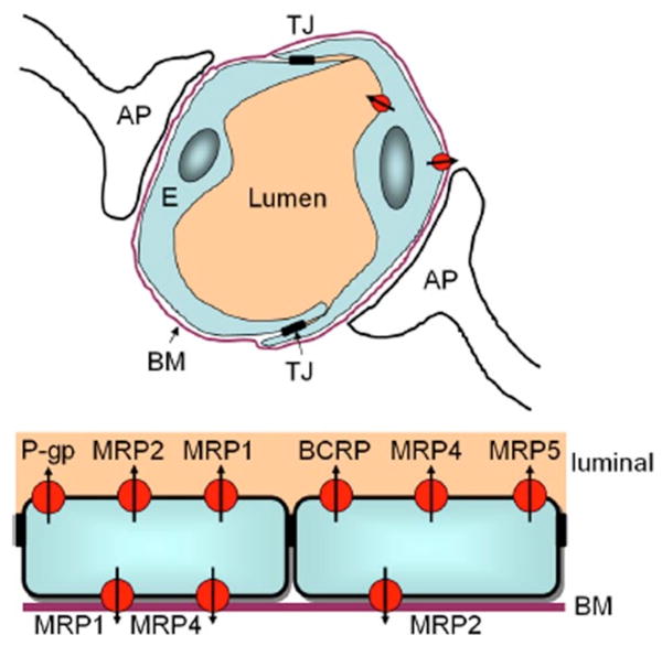 Fig. (1)