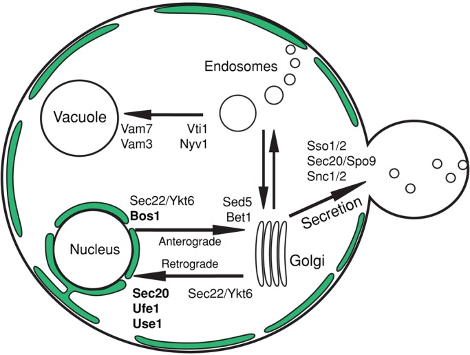 FIGURE 1: