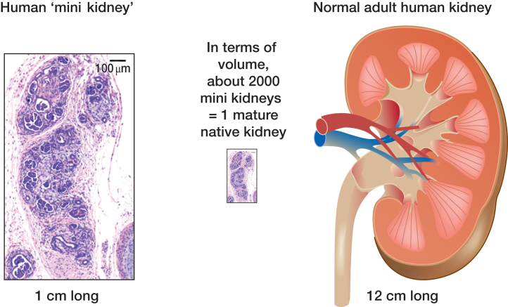 Figure 6