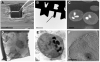 Fig. 5
