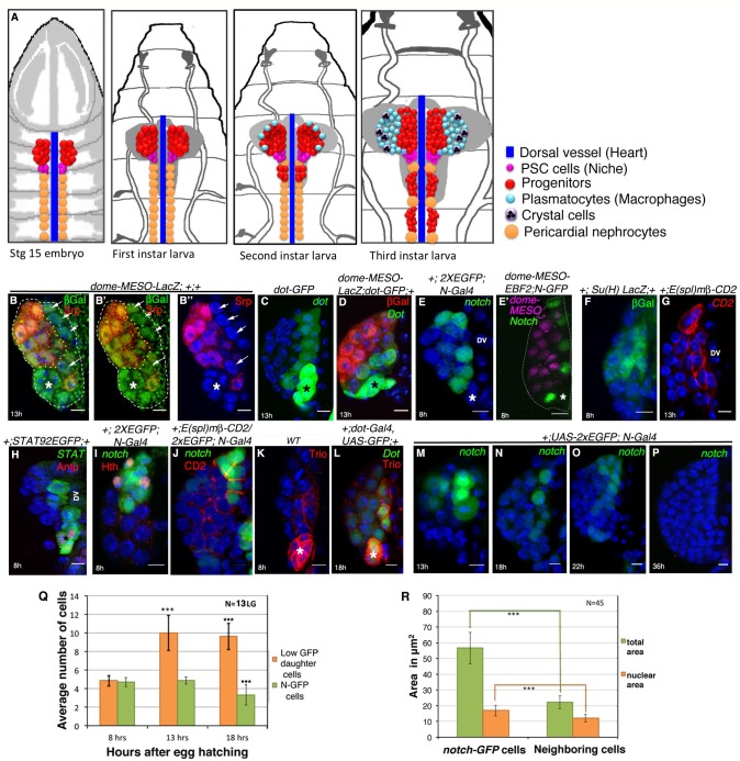 graphic file with name elife-51742-fig4.jpg