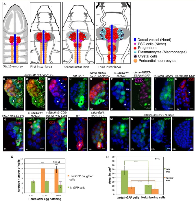 graphic file with name elife-51742-fig3.jpg