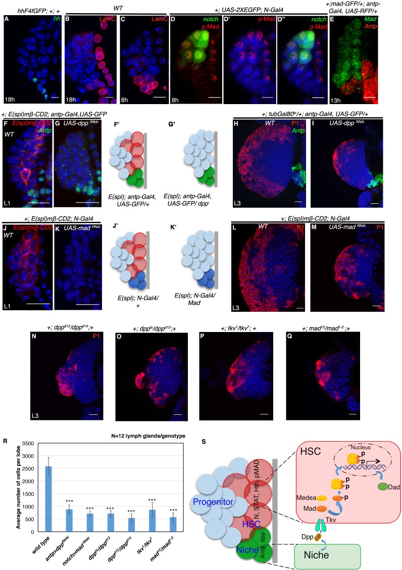 graphic file with name elife-51742-fig1.jpg