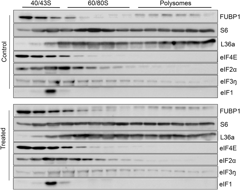 Fig. 12