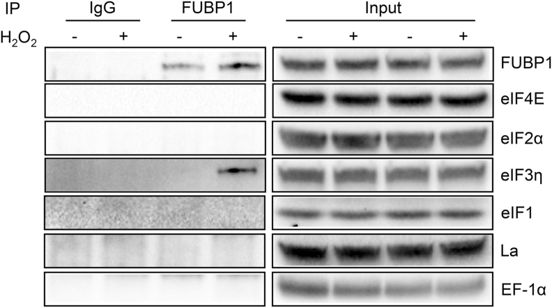 Fig. 13