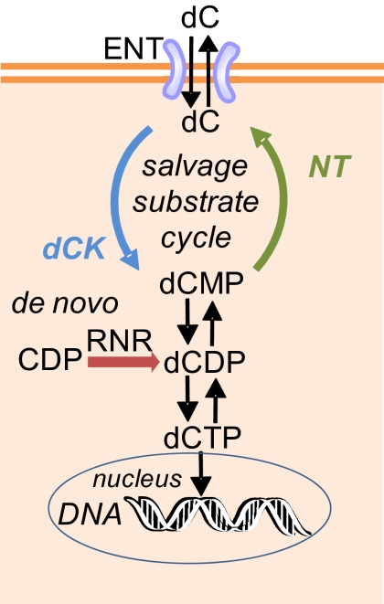 Fig. 1.