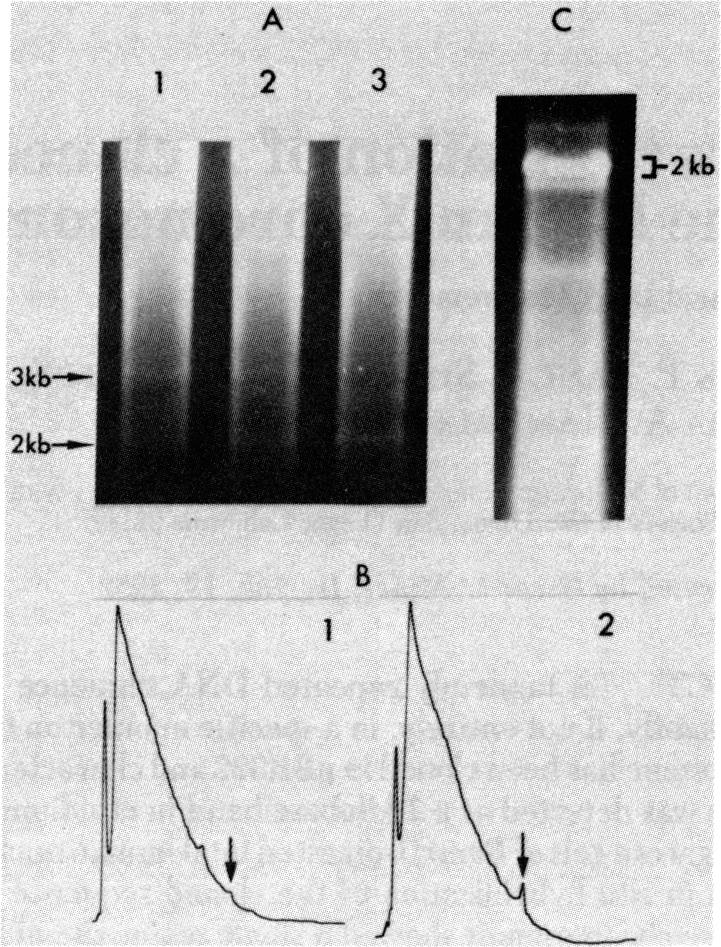 graphic file with name pnas00460-0188-a.jpg