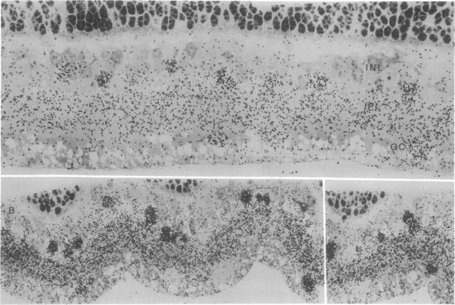 graphic file with name pnas00007-0526-a.jpg