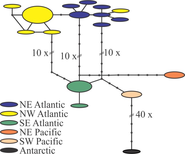 TCS analysis on the Metridia lucens sequences.