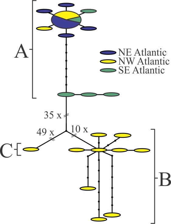 TCS analysis on the Nannocalanus minor sequences.