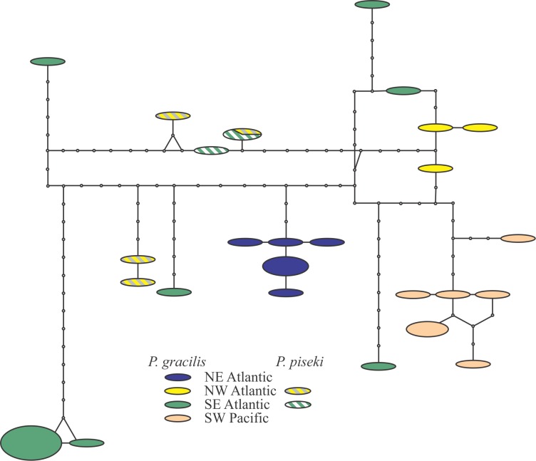 TCS analysis on the Pleuromamma piseki and Pleuromamma gracilis sequences.