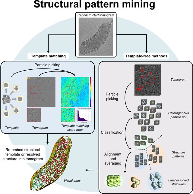 graphic file with name nihms-1888406-f0001.jpg