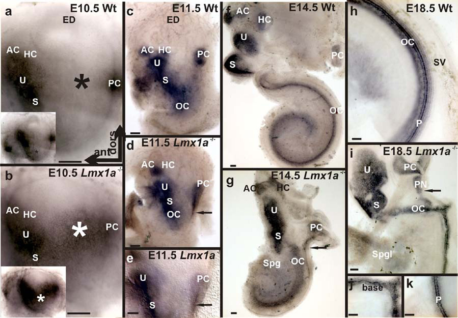 Fig. 10