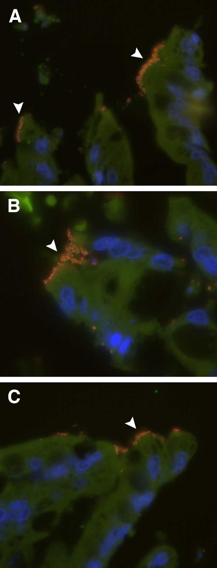 FIG. 3.