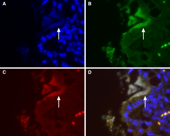 FIG. 2.