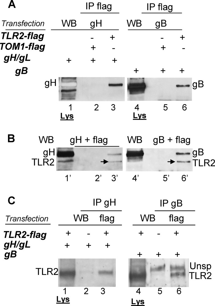 Fig 6