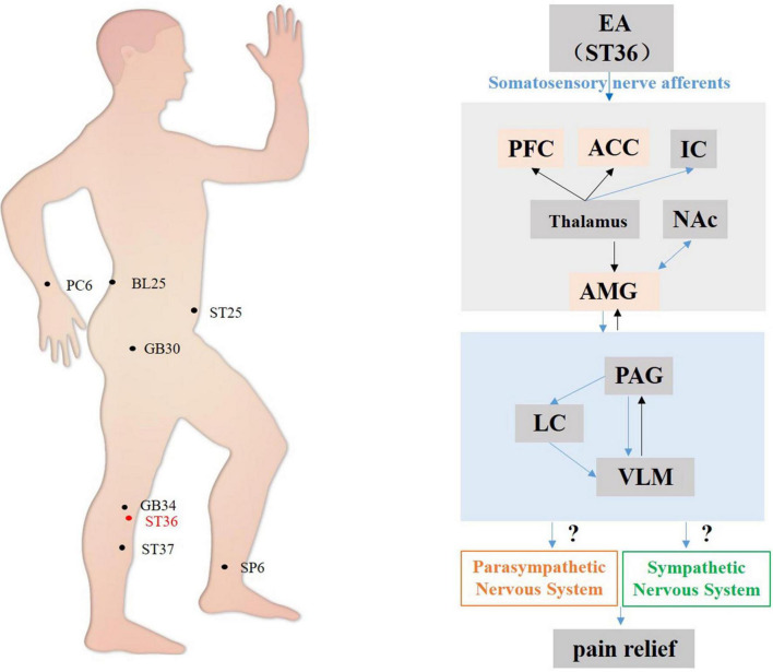 FIGURE 1