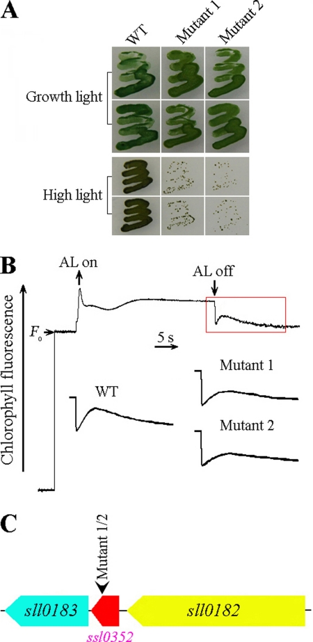 FIGURE 1.