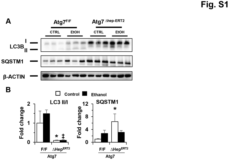 Supplemental Figure S1