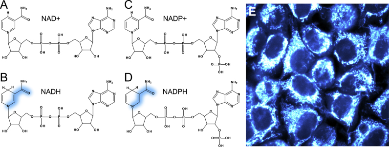 Fig. 2