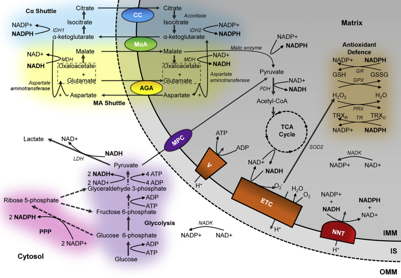 Fig. 1