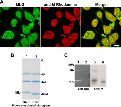 FIG. 2.