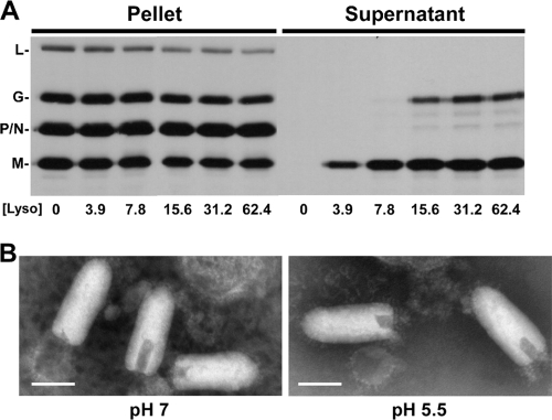 FIG. 8.