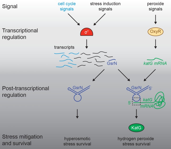 Figure 10.