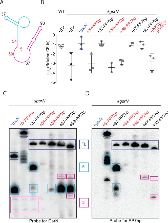 Figure 5—figure supplement 1.