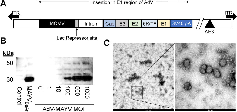 Fig 1