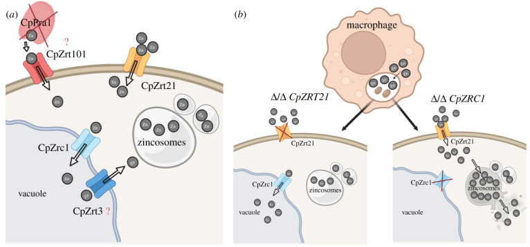 Figure 12. 