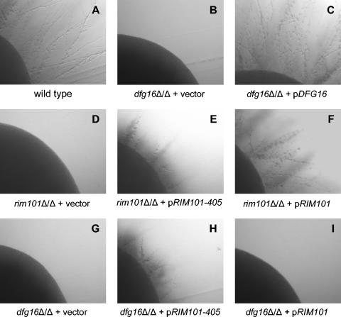 FIG. 6.