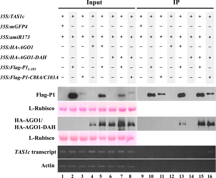 Figure 6.