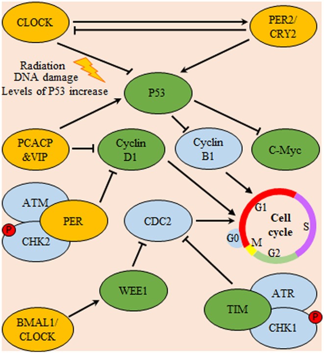 Figure 5