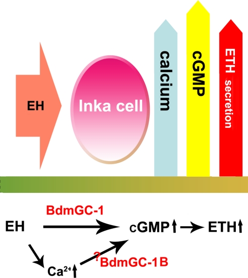 Fig. 7.