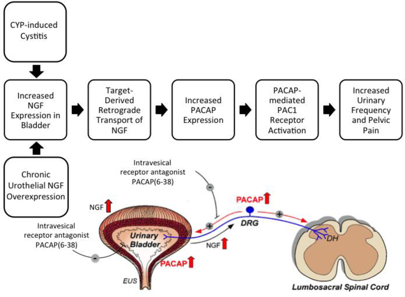 Figure 2: