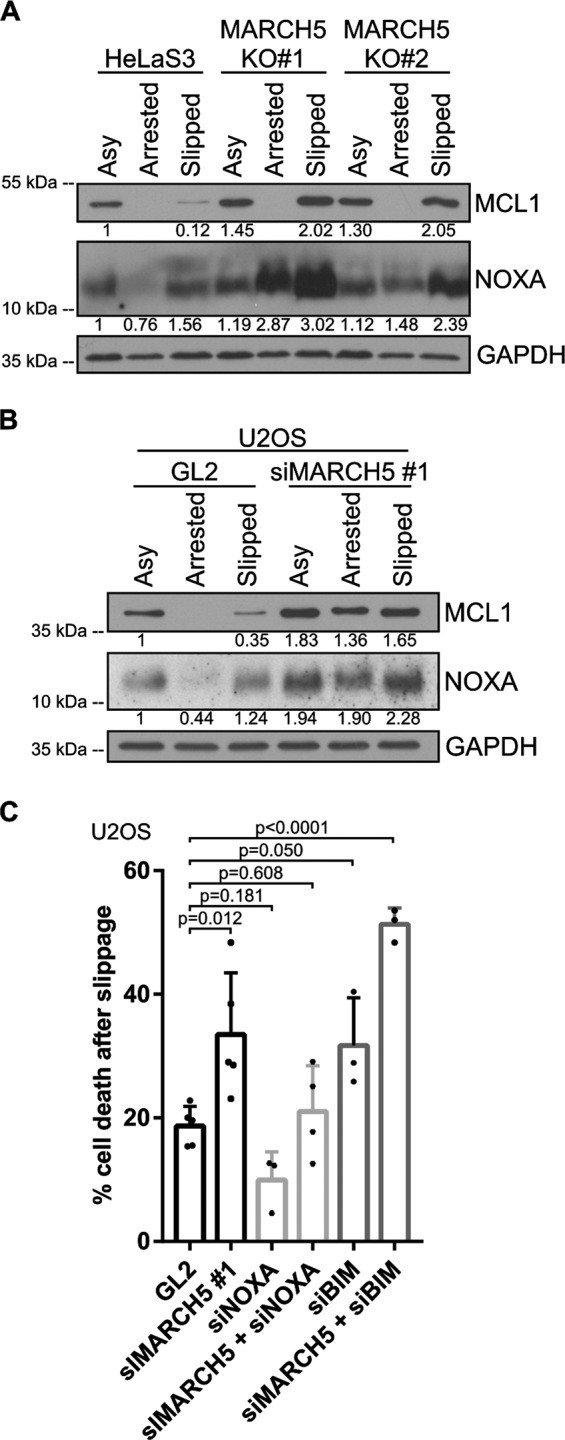 Fig. 8