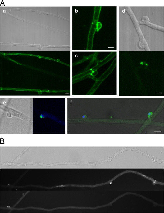 Fig 9