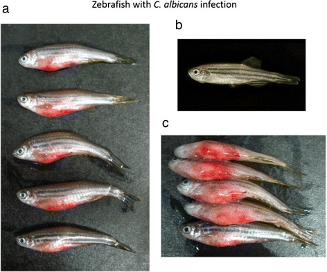 Figure 10