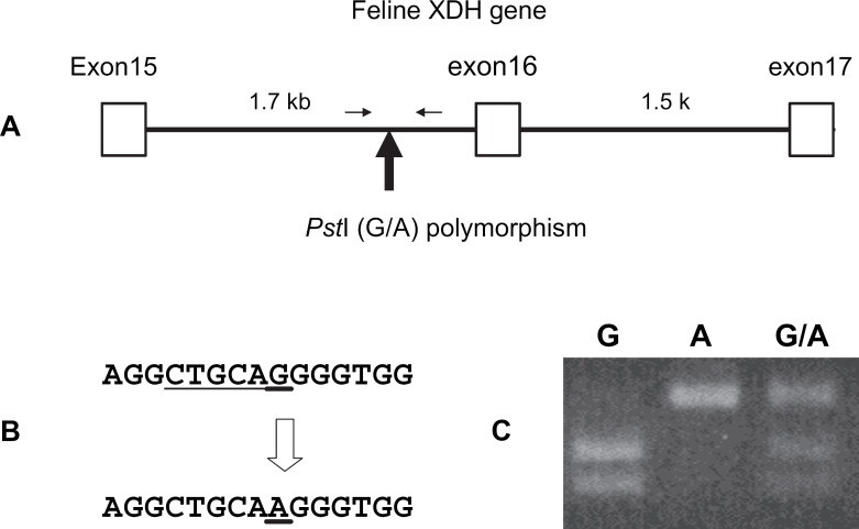 Fig 2.