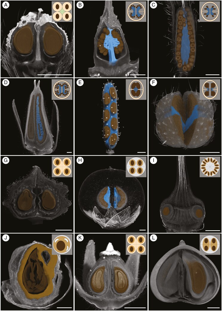 μCT-based volume rendering of fruits (A, C, E–L) or gynoecia (B, D) of selected Boraginales showing segmentations of seeds (brown) and placentae (blue), accompanied by schematic drawings at the upper right corner showing a median cross-section of the fruit/gynoecium (Scale bars = 1 mm).